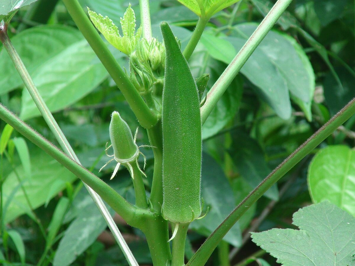 ​Ladyfinger Green (Approximately 20 seeds)