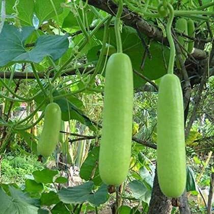 Bottle Gourd (Approximately 15 Seeds )