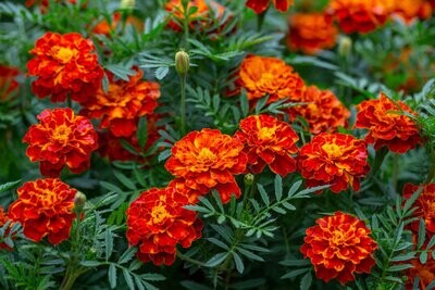Pusa Deep Marigold Red-Desi Flower Seeds