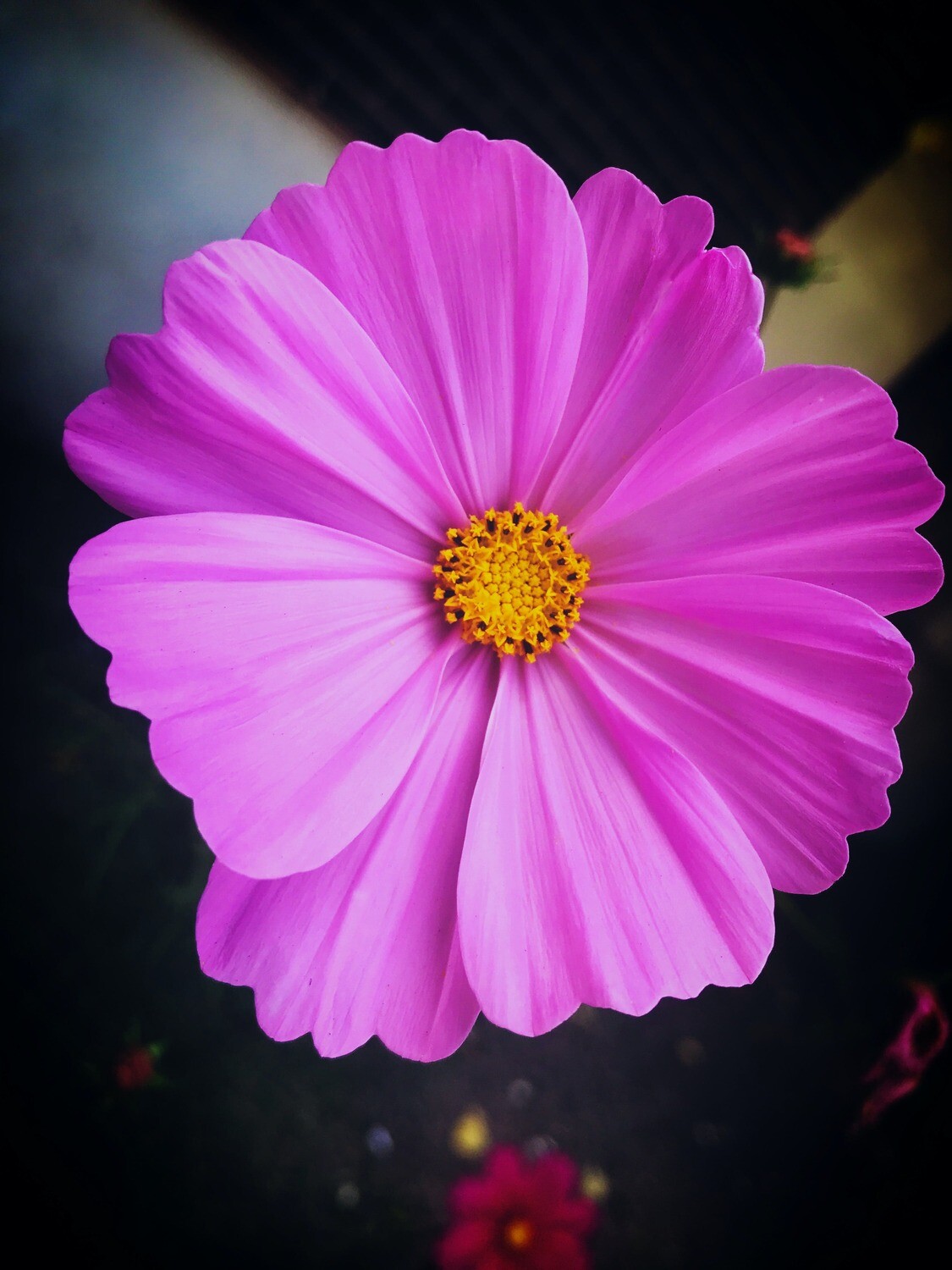 Cosmos Purple Pink Flower Seeds