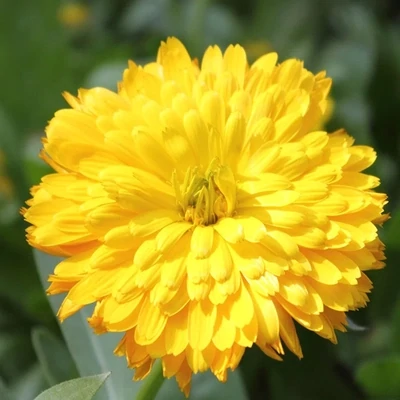 Calendula Yellow(Pot Marigold)
