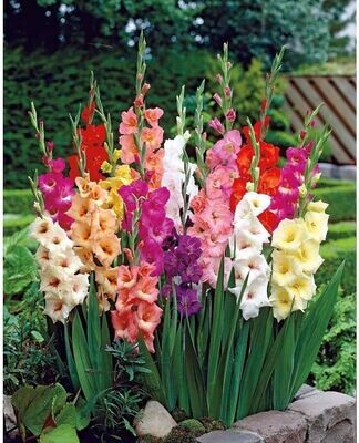 Gladiolus(గ్లాడియోలస్) / Sword Lily Bulbs(5 grm per packet)