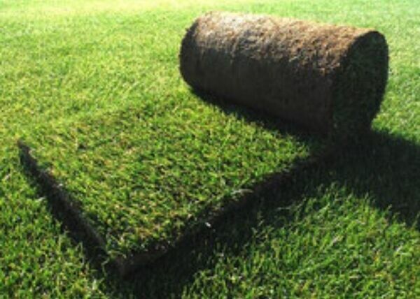 Zona Green