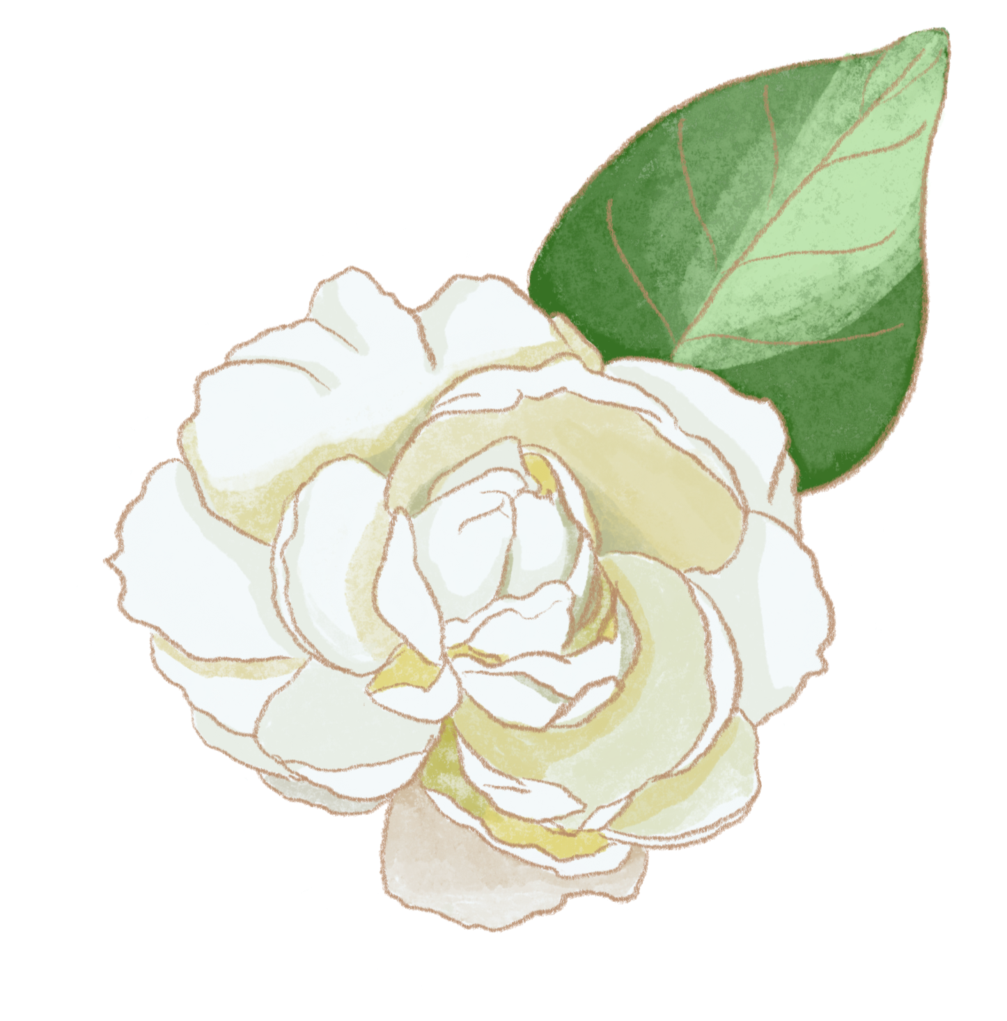 [Yemen] Arabian Jasmine