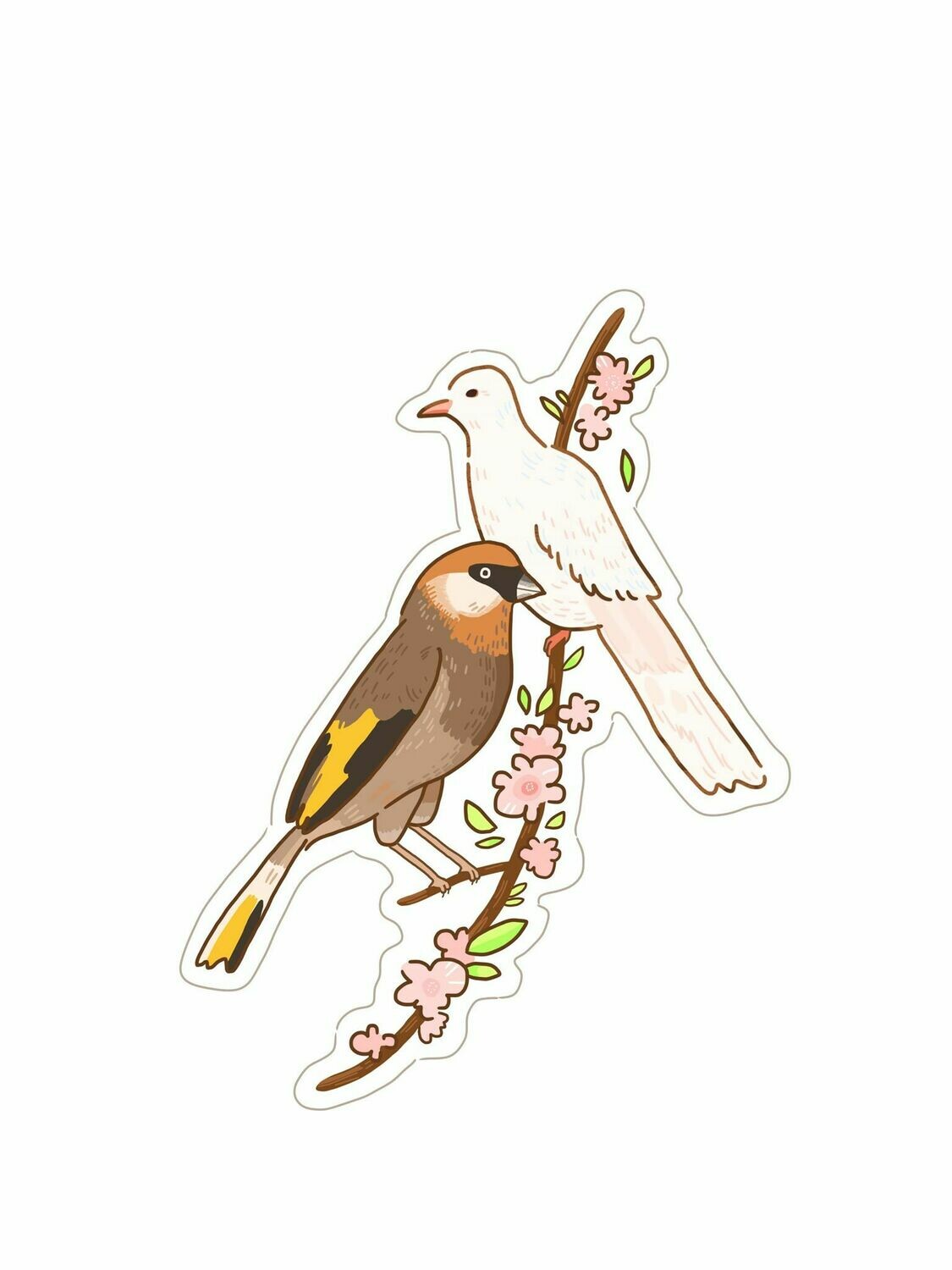 [Yemen] Golden-winged Grosbeak + Dove
