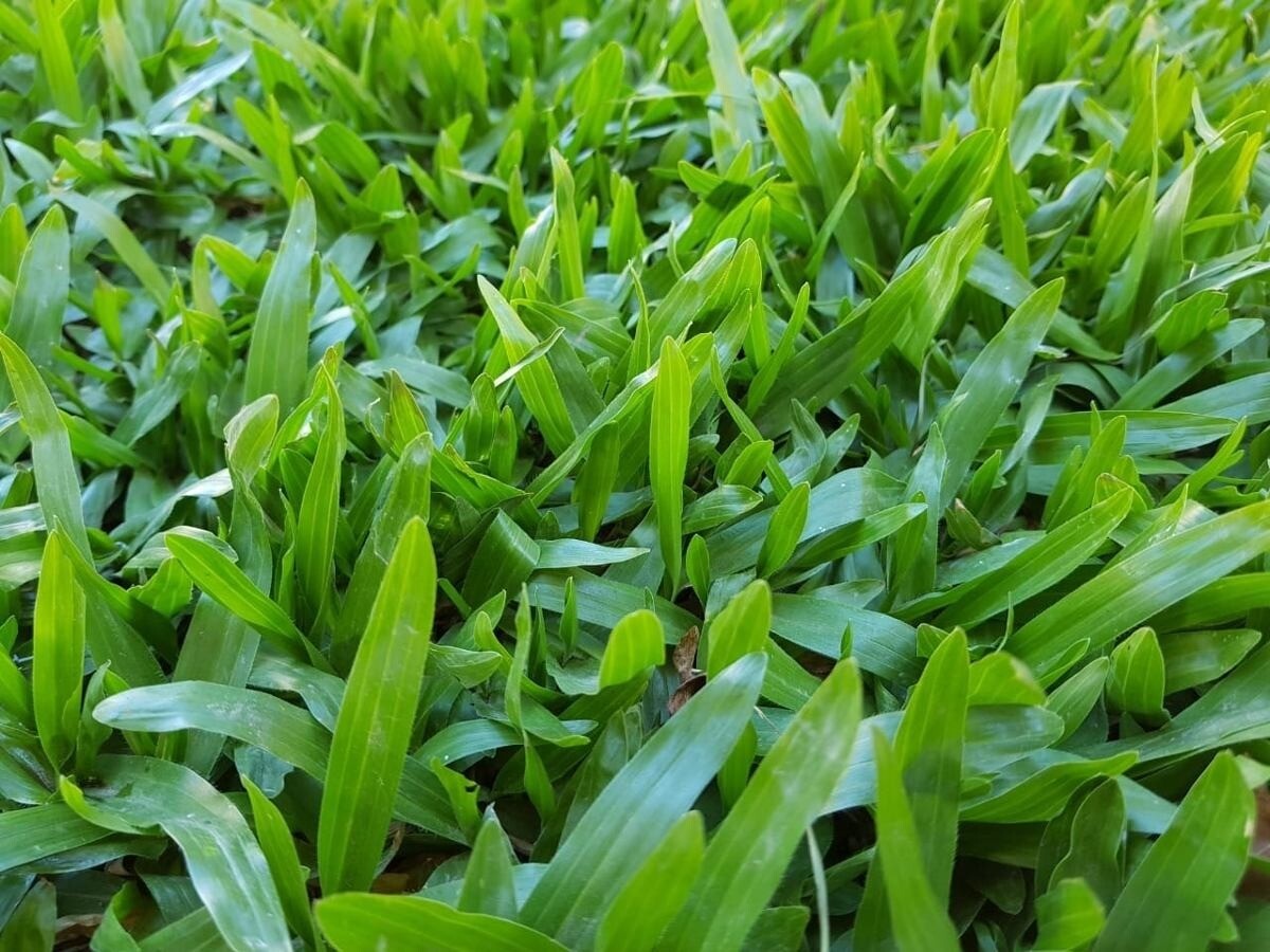 GRAMA BAHIANA PAN DE CÉSPED