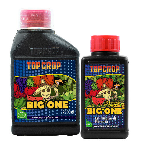 TOP CROP BIG ONE*100 CC.
