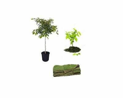 Plantas, Arboles y Cultivos