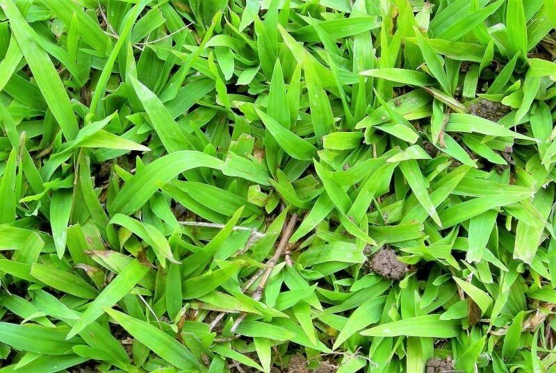 GRAMA BAHIANA PAN DE CÉSPED