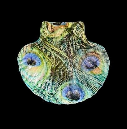 SCALLOP SHELL - PEACOCK FEATHERS