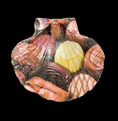 SCALLOP SHELL - CHOCOLATE BOX