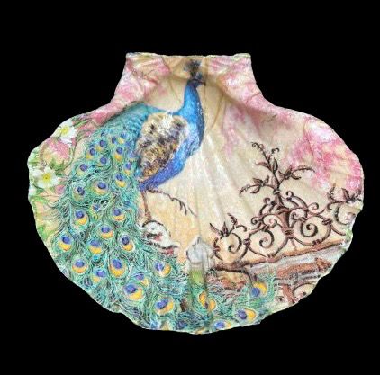 SCALLOP SHELL - PEACOCK