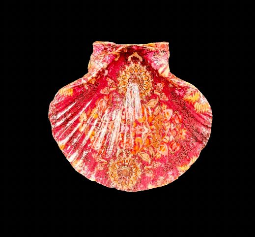 SCALLOP SHELL - RED ORNAMENT
