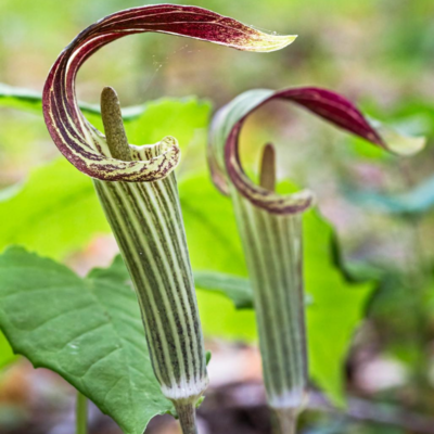 Jack-in-the-Pulpit Flower Essence