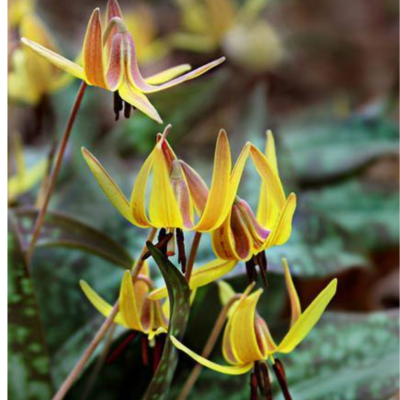 Trout Lily Flower Essence