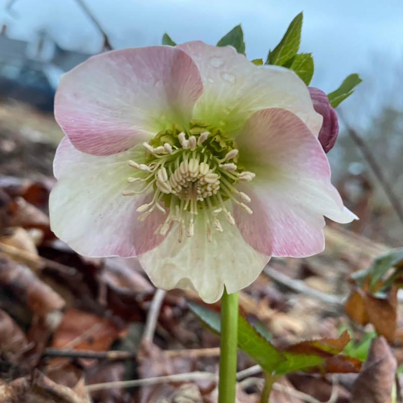 Hellebore Flower Essence Earthly Ephemerals Your Sacred Pelvis