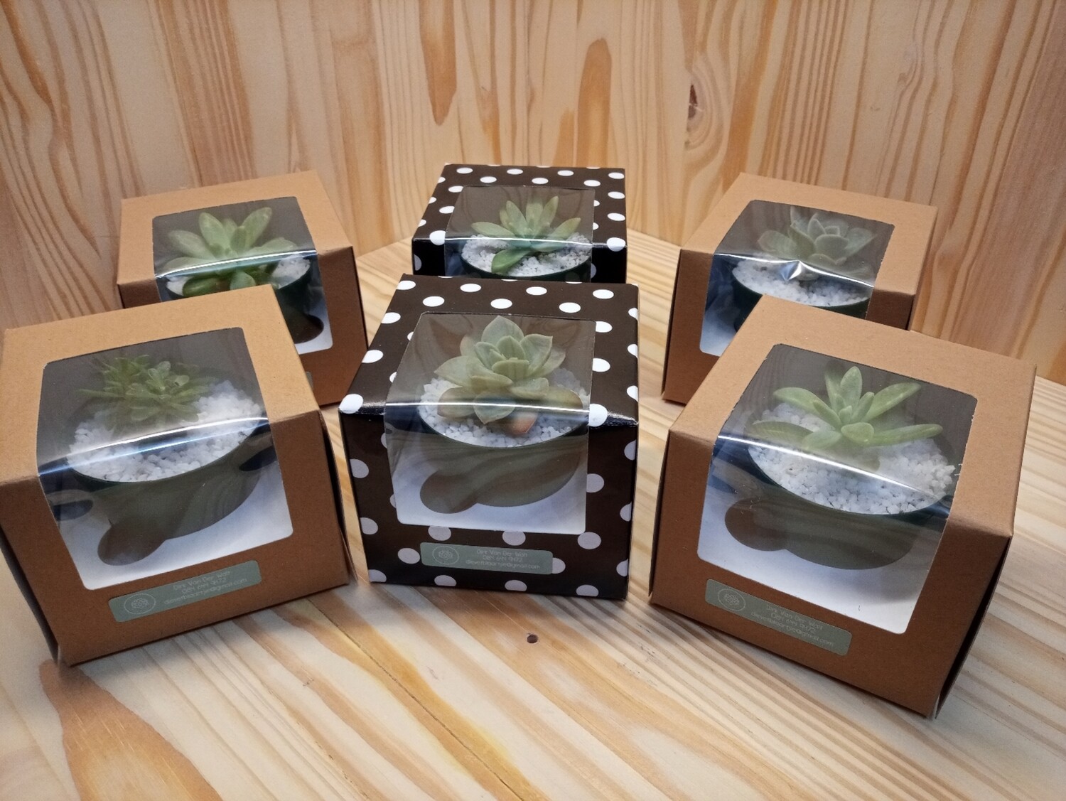 Cupcake Succulents