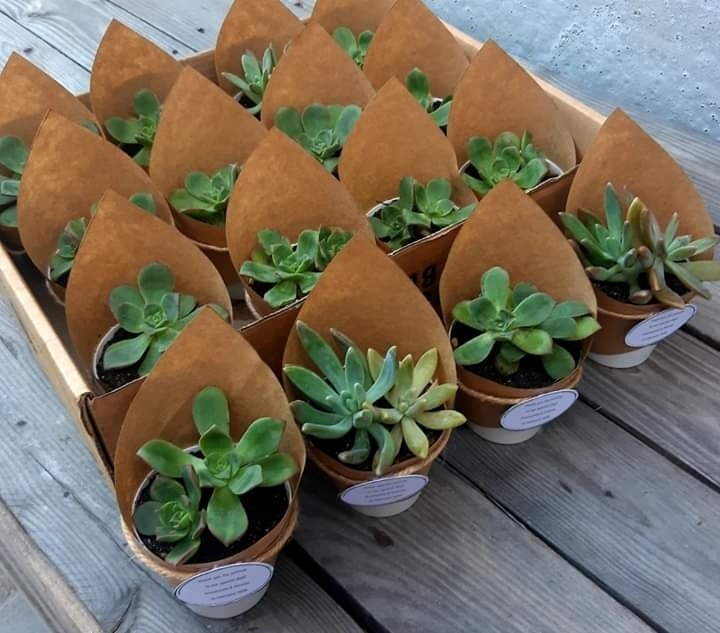 Favours, Bouquets, Lapel Pins, Table Decor