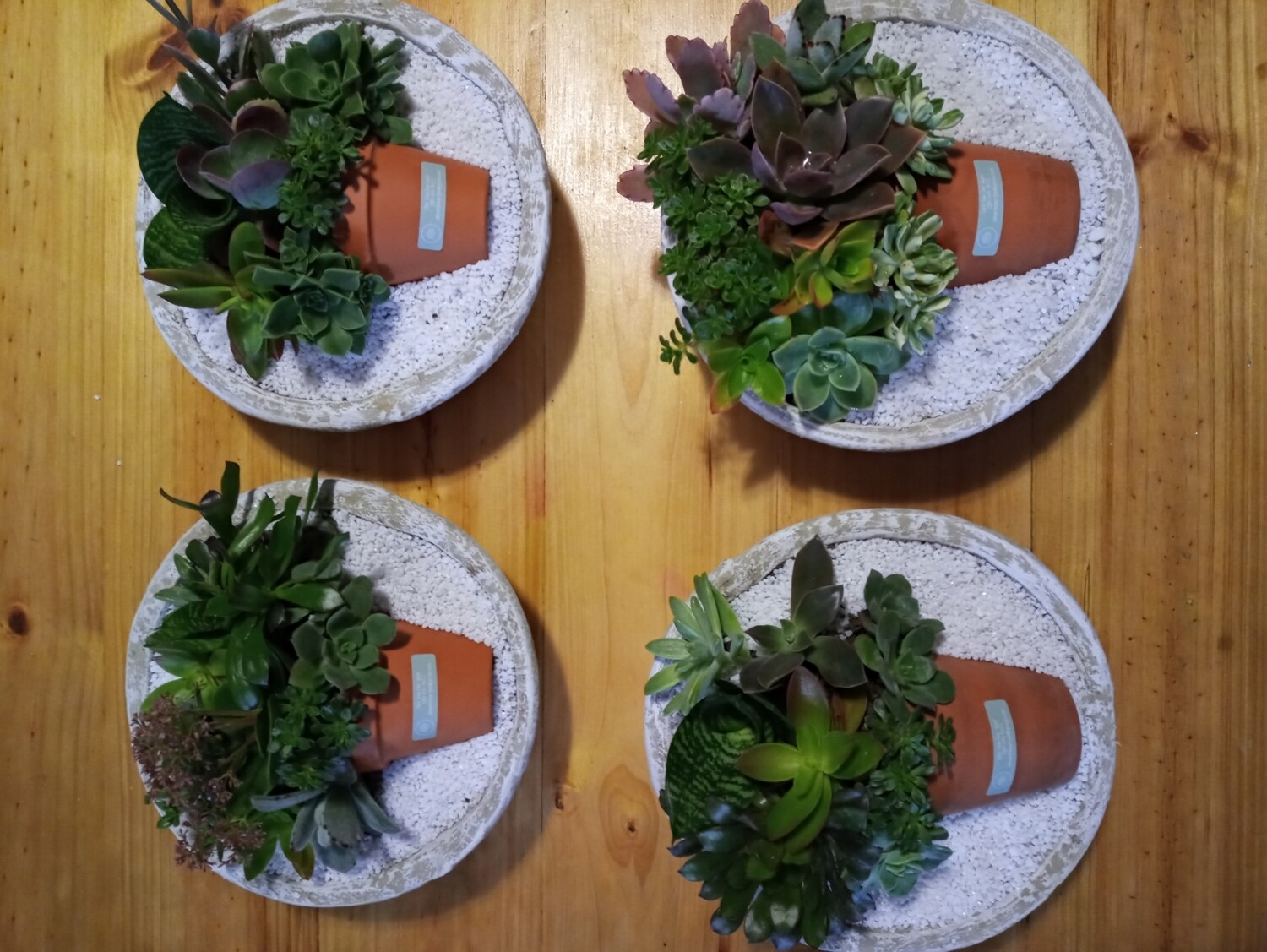 Pot in Pot Succulents