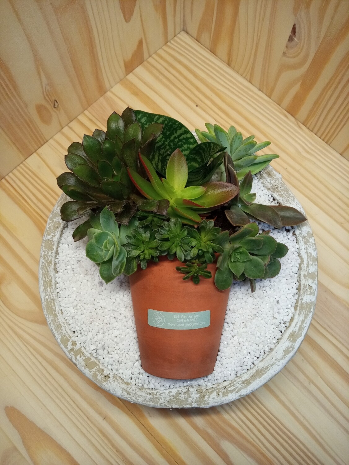 Pot in Pot Succulents
