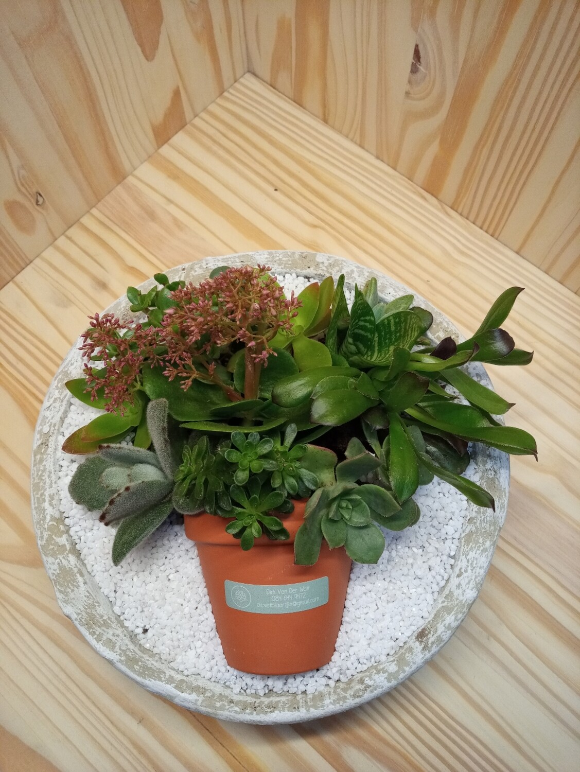 Pot in Pot Succulents