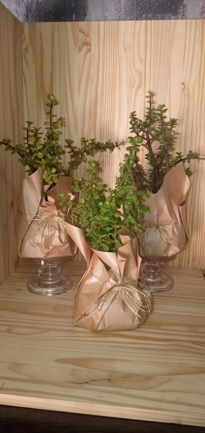 Spekboom Gift