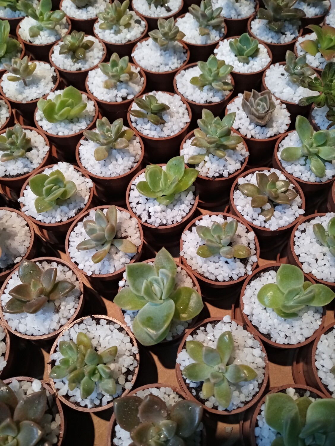 Signature Succulent