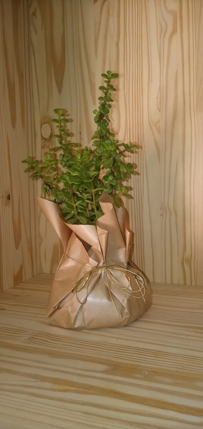 Spekboom Gift