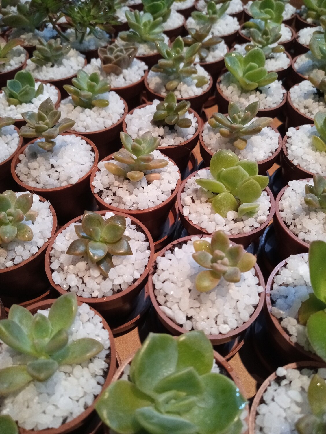 Signature Succulent