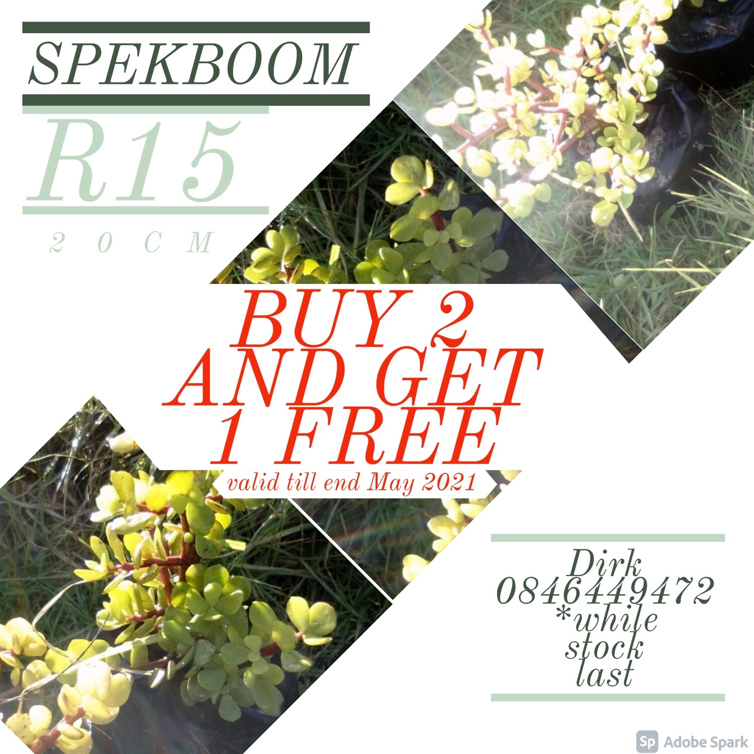 Spekboom Sale