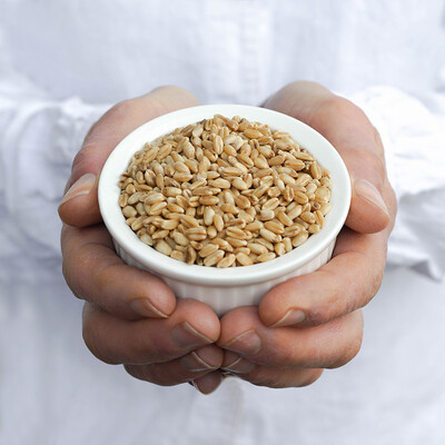 Wheat Grain - WA Grown (Whole or Milled)