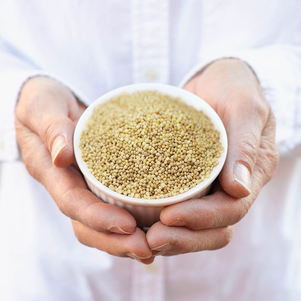 Millet Seed Millet Seed
