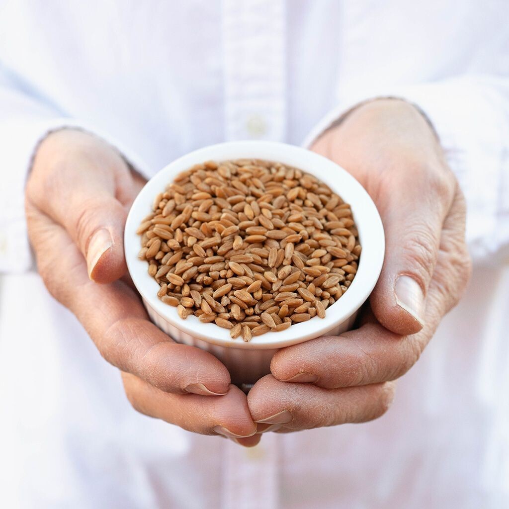 Spelt Grain - WA Grown (Whole or Milled) KIBBLED or MILLED for interstate supply, Option: 1kg - Whole