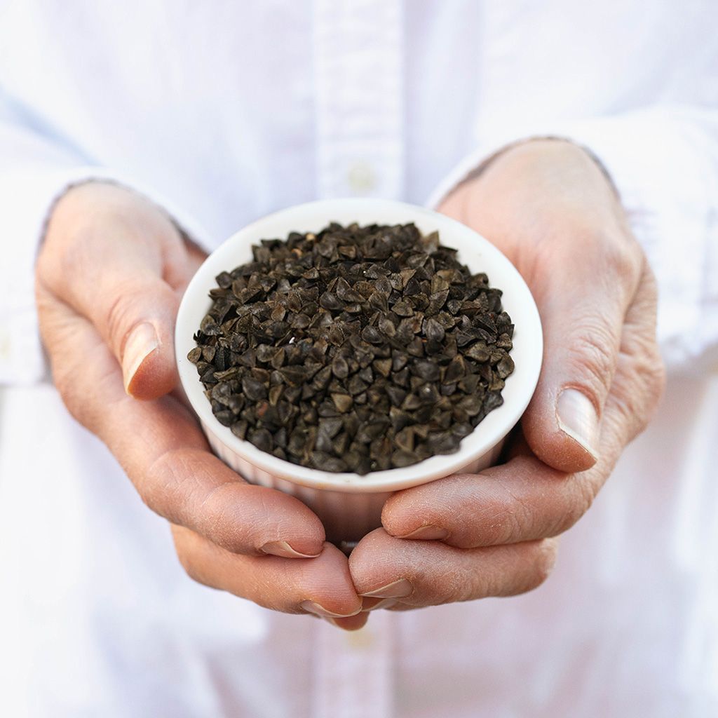 Black buckwheat Black buckwheat