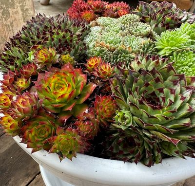 Husløg - Sempervivum