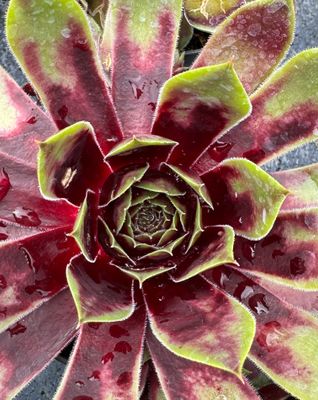 Sempervivum - Coconut Crystal
