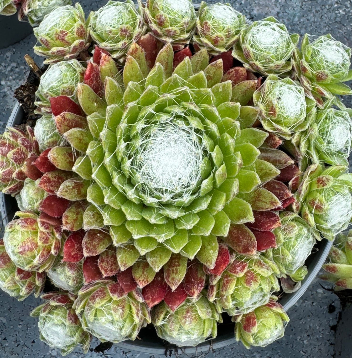 Sempervivum - Arachnoideum