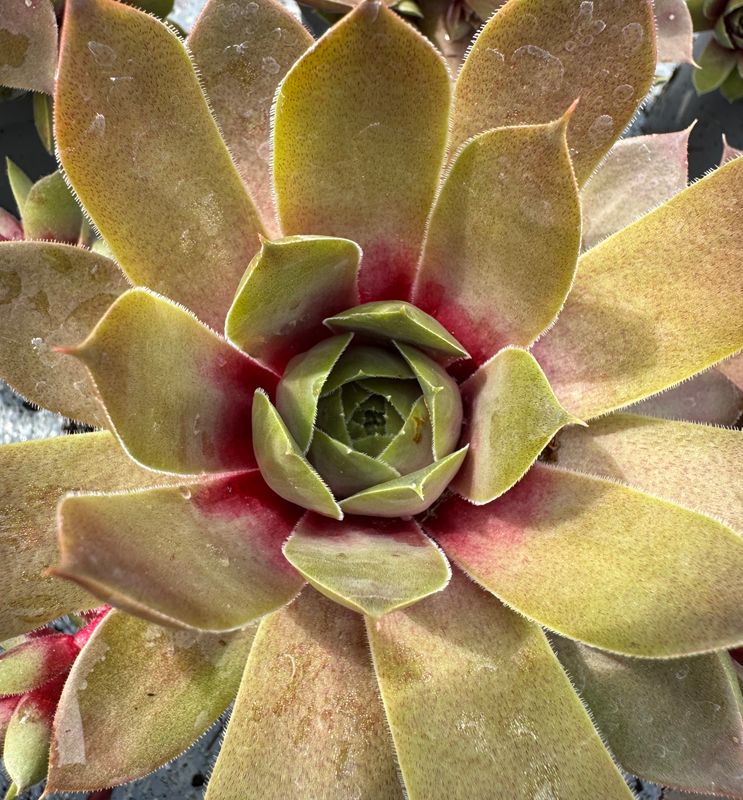 Sempervivum - Asta