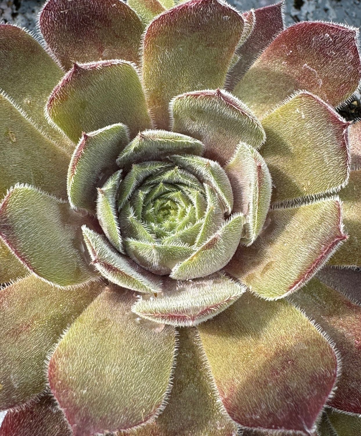 Sempervivum - Elin
