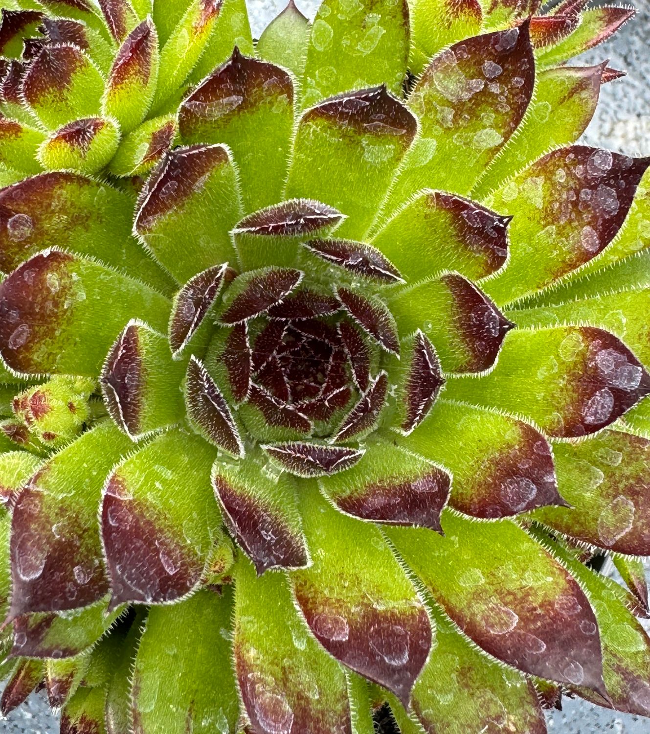Sempervivum - Mai