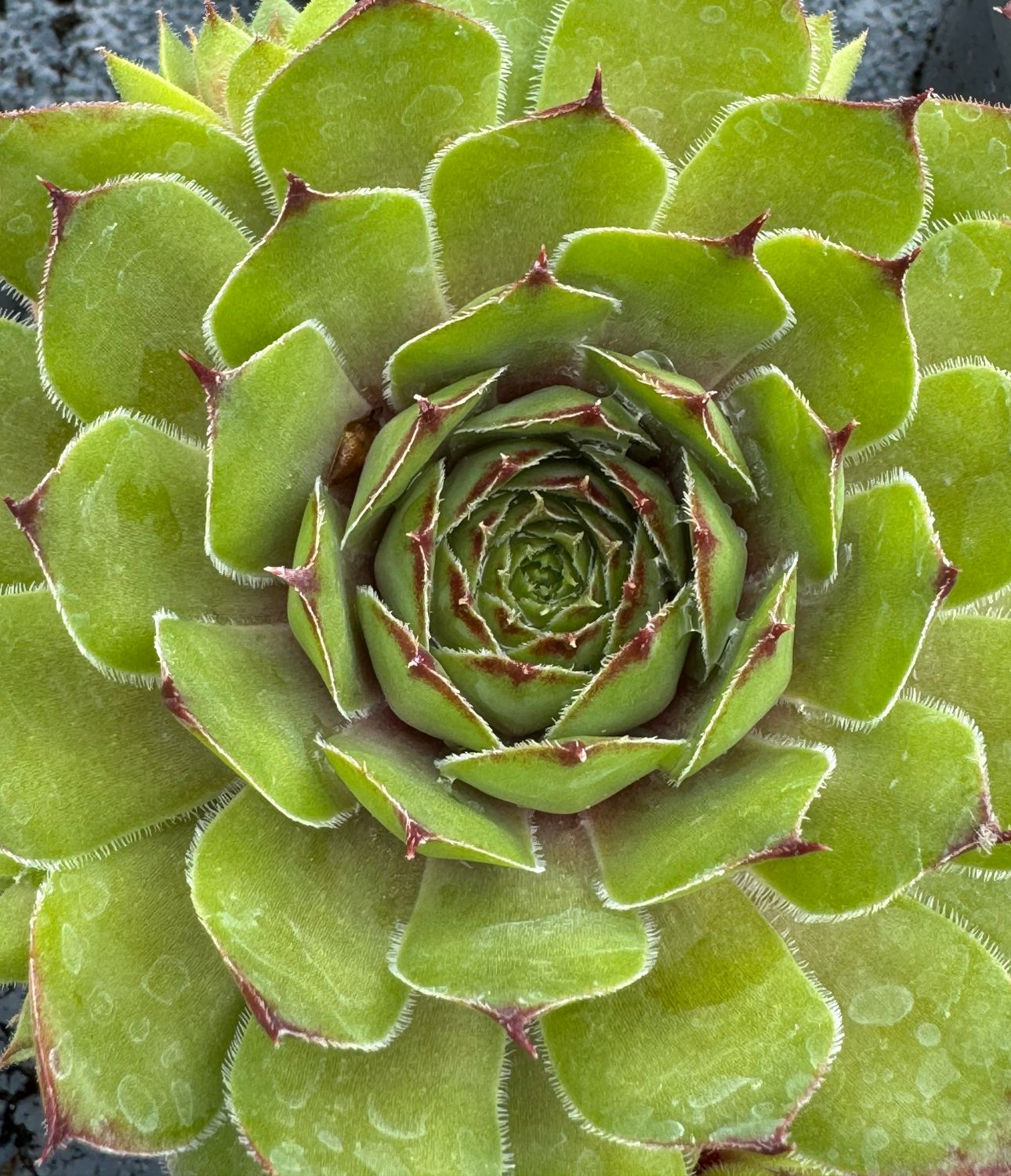 Sempervivum - Jonas