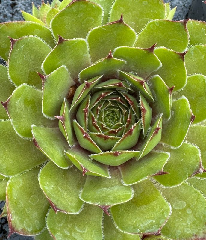 Sempervivum - Jonas