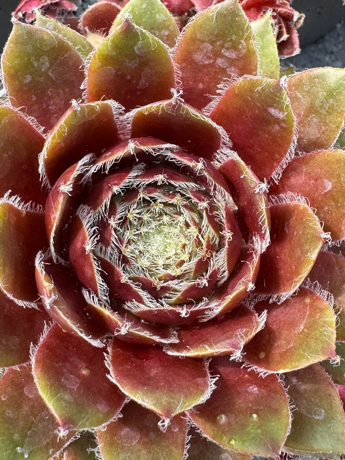 Sempervivum - Luna