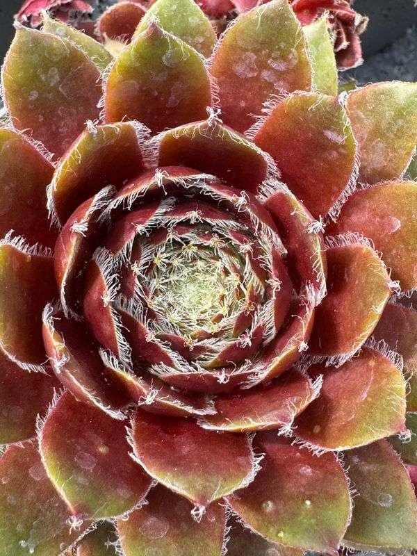 Sempervivum - Luna