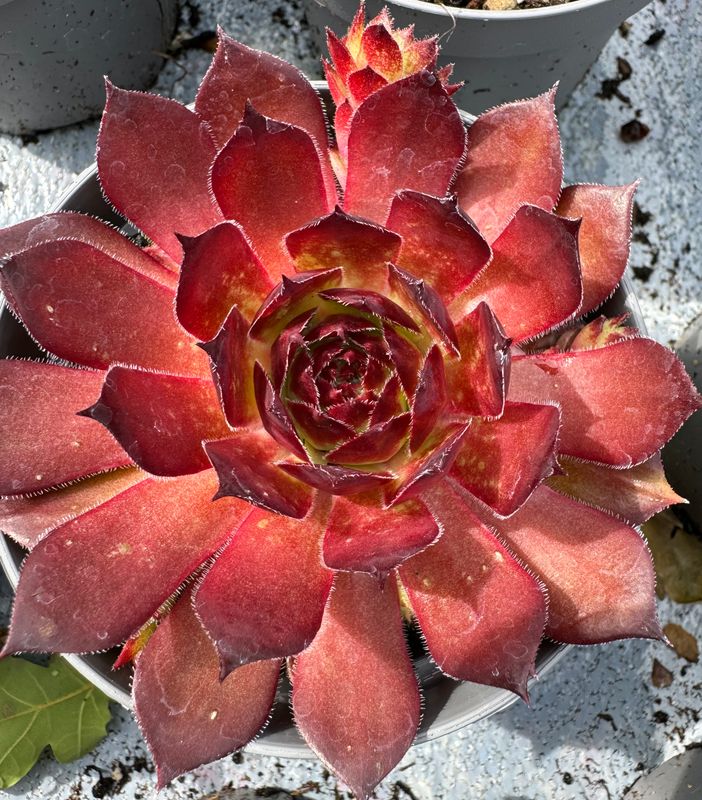 Sempervivum Fuego