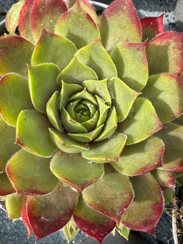 Sempervivum - Hansens