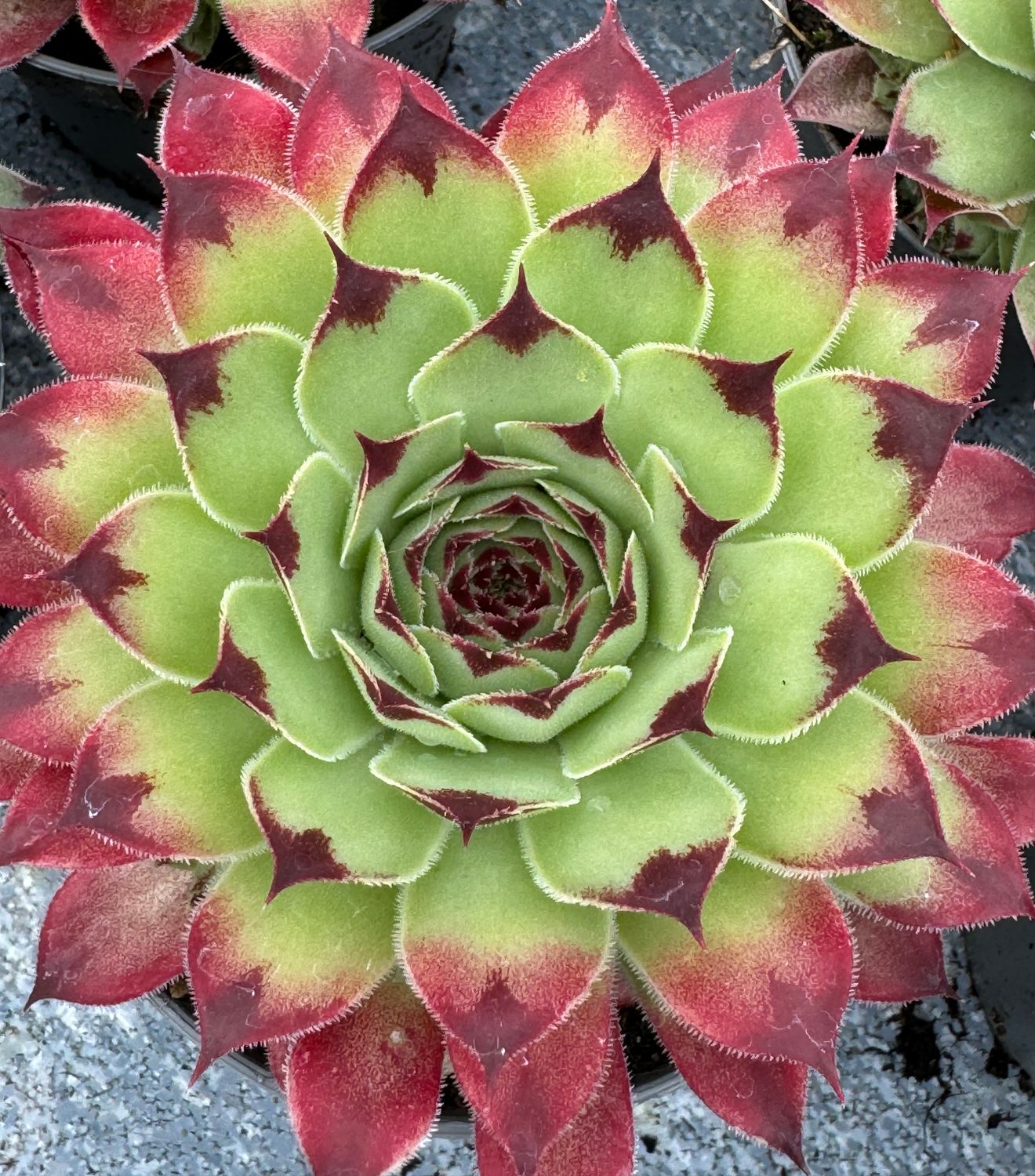 Sempervivum - Red Tip