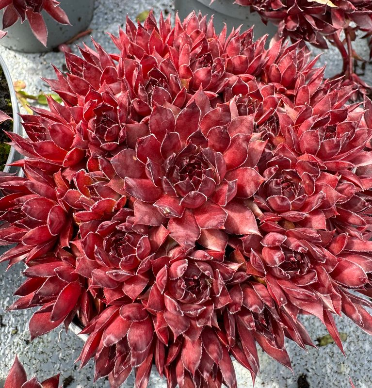 Sempervivum - Majse
