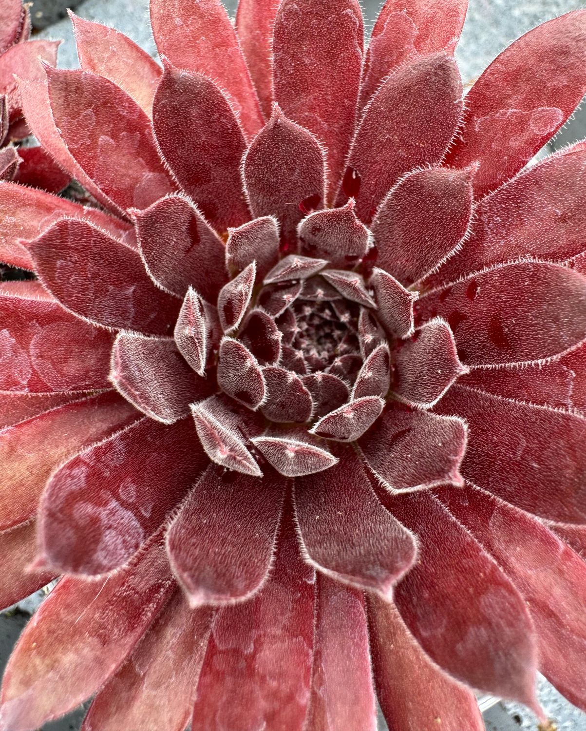 Sempervivum - Marianne
