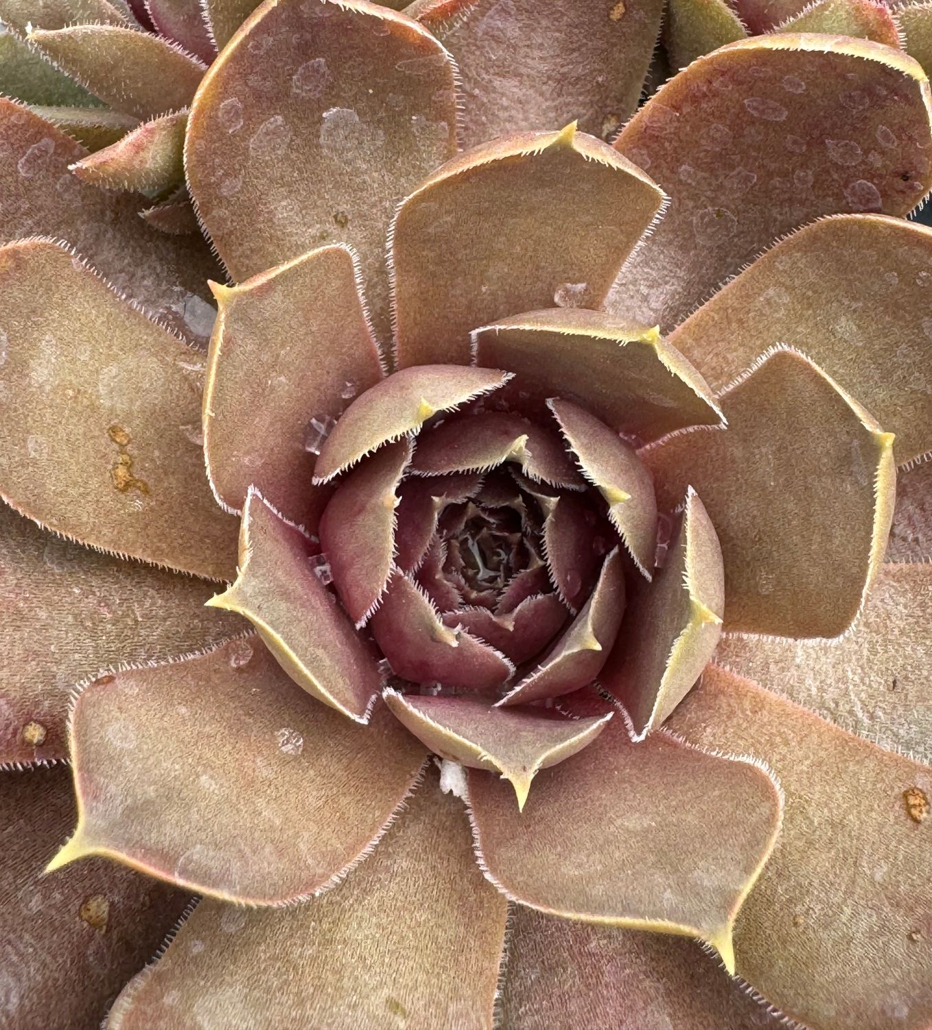 Sempervivum - Marie
